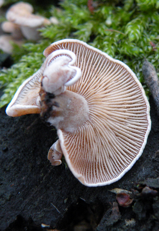 Aphyllophorales senza campioni